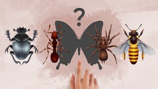 🐞 Insects puzzle [upl. by Balas]