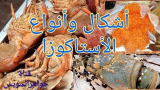 أنواع الأستاكوزا ومواصفات كل صنف والشكل الظاهري للتعرف عليها [upl. by Jesh]