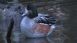 chiloe wigeon [upl. by Germann]