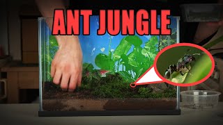 Ant life in Roblox [upl. by Baler]