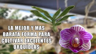 La mejor forma de cultivar Orquídeas sin sustrato  Orquiplanet [upl. by Ebanreb469]