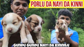 Porlu Da Gundu Gundu Nayi Da Kinnilu Meen Patthuni  Tulu Vlog  Trithesh N Poojary [upl. by Coit362]