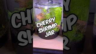 🎥 Easy Cherry Shrimp Jar Setup Tutorial  No Filter No Heater No CO2 No Ferts No Water Change 🦐 [upl. by Ahsina263]