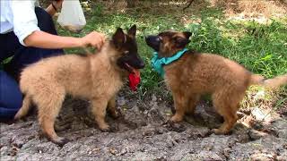 Belgian Tervuren Pups Sept 17 [upl. by Solange]