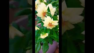 Dahlia flower Dahliaflowerplant shortvideo flowerindoorplants Alexgardenintelugu [upl. by Boucher]