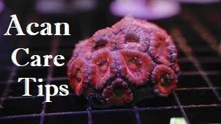 Acanthastrea quotAcansquot Coral Care  CoralFragscom [upl. by Evars75]