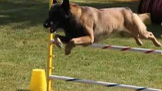 NADAC Dog Agility Trial in Port Gamble July 08 [upl. by Nailij]