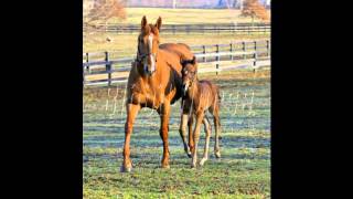 Dreaming Of Anna and her new Medaglia dOro colt [upl. by Kenwood]