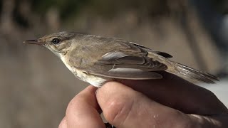 Rákosník obecný Acrocephalus scirpaceus  hlas [upl. by Freud]