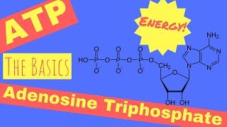 ATP synthase  Structure and Function [upl. by Nahtahoj]