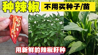 种子店最怕你知道原来辣椒还可以这样种，收获多到让你吃不完，省钱又好玩Pepper [upl. by Nadab181]