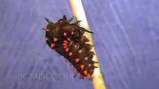 Swallowtail Butterfly Larva Spins Loop Time Lapse [upl. by Nodnek]