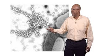 Paul E Turner Yale 2 Virus Adaptation to Environmental Change [upl. by Cutlor]