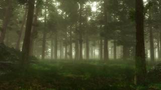 Forest Sounds  Woodland Ambience Bird Song [upl. by Ishmul]