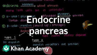 Endocrine pancreas  Gastrointestinal system physiology  NCLEXRN  Khan Academy [upl. by Ahsytal]