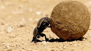 Dung Beetle Rolls Enormous Dung Ball with Difficulty 4K [upl. by Sofer]