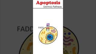 The Extrinsic Pathway of Apoptosis celldeath animation [upl. by Ahsiuqet976]