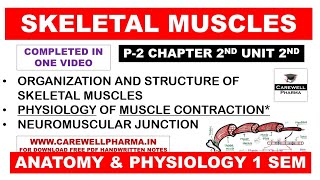 Skeletal Muscle  Physiology of Muscle Contraction  Neuromuscular Junction  Structure  Ch 2 U 2 [upl. by Adnohsar813]