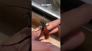 Holding LIVE Tarantula Hawk Wasp  No 2 Most PAINFUL Sting [upl. by Worth519]