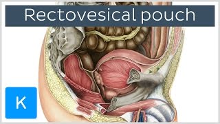 Rectovesical pouch Excavatio rectovesicalis  Human Anatomy  Kenhub [upl. by Kitty]