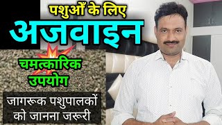 पशुओं में अजवाइन के फायदे ajwain seeds benefits in animals ajowan Trachyspermum carom seeds [upl. by Adiaz578]