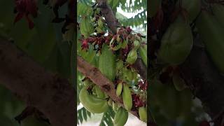 Averrhoa bilimbiIbakamias fruit kamias bilimbi fruit shorts [upl. by Collen]