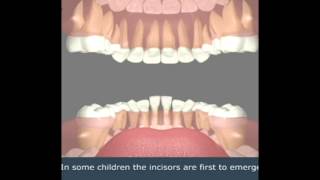 The process of growing baby teeth to adult teeth Encino Dentist Office [upl. by Magocsi]