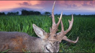 Roebuck hunting in Romania 2017 best of compilation Rehbockjagd in Rumänien 2017 beste Momente [upl. by Ynaffi72]