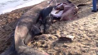 Basking Shark Dead on Westerly RI Shore [upl. by Illib]