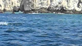 Amazing Jumping Stingrays  Cabos San Lucas Mexico [upl. by Llerrom]