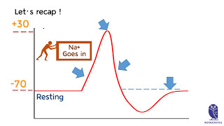 Action Potential chart explained [upl. by Berey605]