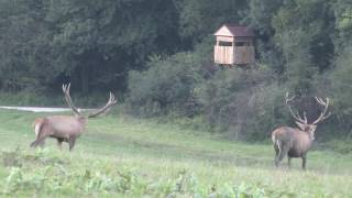 Red Stag hunting in Europe with Passion amp Prey [upl. by Fidelity121]