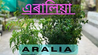 এৰেলিয়া Aralia ফুলৰ যতন  Aralia plant complete care  aralia [upl. by Convery]