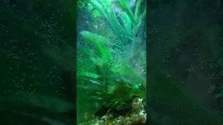 The green carpet algae is pearling [upl. by Skricki]