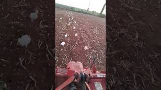 tamare ketla bagla aavefarmer tractordriving agriculture [upl. by Nyahs438]