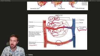 Navigating the Vascular Highway Understanding Blood Vessels and Capillaries [upl. by Appleton]