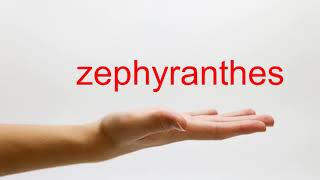 How to Pronounce zephyranthes  American English [upl. by Ellahcim]