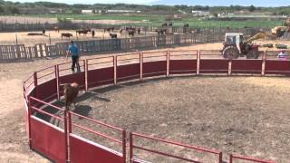 Visita a la ganadería Hnos Gracia Blasco Valtierra 2014 [upl. by Mafalda855]