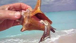 Live Conch [upl. by Jacklin]