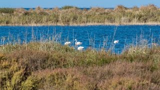 Embouchure de la Moulouya  Faune amp flore [upl. by Humph]