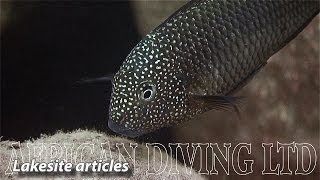 Lake Tanganyika Cichlids in the Wild HD 1080p [upl. by Levinson921]