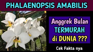 Phalaenopsis AMABILIS Anggrek Bulan PALING MURAH [upl. by Nowahs]