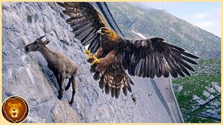 Les 15 Aigles les plus Mortels du Monde [upl. by Zischke]