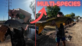 Catching Multispecies in Arizona Canal 🤯insane [upl. by Knowlton271]