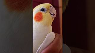 Cute Cockatiel Rio Baby 💛 cockatiel parrot rio shorts cutebirds [upl. by Avla57]