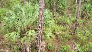 Florida WMA Public Land Deer Hunting [upl. by Lledyl468]