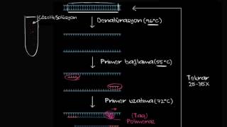 Polimeraz Zincir Reaksiyonu  PCR Biyoloji  Biyomoleküller [upl. by Bianca31]