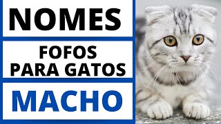 NOMES FOFOS PARA GATO MACHO🐱🐈🥰 [upl. by Adnert]