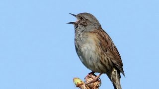 Territorial song of the Dunnock Prunella modularis [upl. by Anawat]