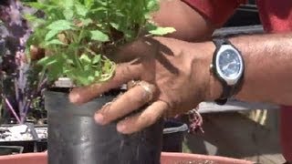 How to Transplant Mint  Herb Gardening [upl. by Rundgren]